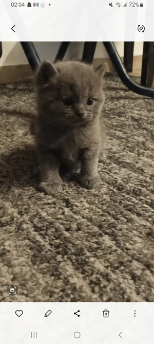 Bkh kitten zu verkaufen 