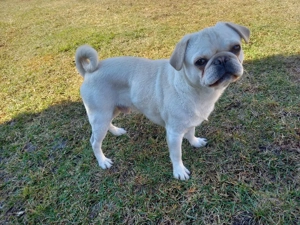  Ein seltener weißer Mops 