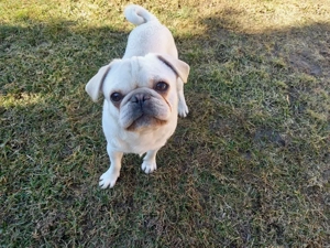  Ein seltener weißer Mops 