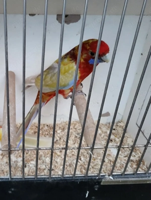 Pennantsittich   Pennant   Hahn