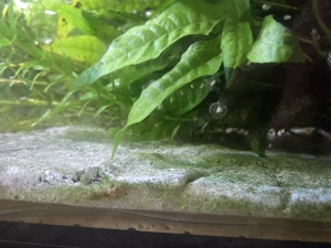 Axolotl eier Elternteile bd frei