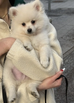 Süßer Welpe sucht liebevolles Zuhause