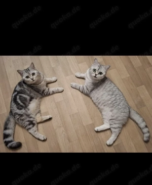 ganz liebevolle, sehr menschenbezogene Whiskas-BKH-Kitten Bild 10