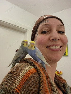 Wellensittich Babys super zahm und Menschenbezogen 