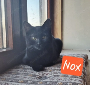 Süsse Katzen aus Tierschutz 