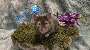 Goldhamster Jungtiere 