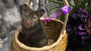 Goldhamster Jungtiere 