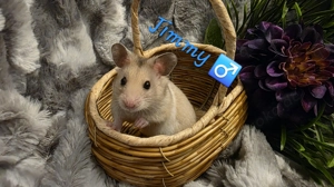 Goldhamster Jungtiere 