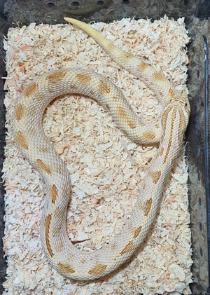 Toffeebelly Conda het. Albino Heterodon nasicus Hakennasennatter Paar