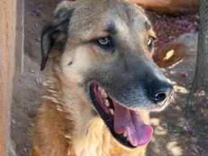  Vom Wald in die Hoffnung   Mogli wartet auf sein Zuhause