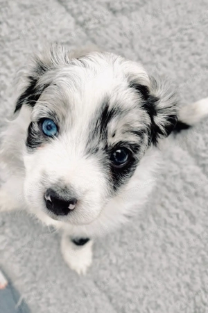 Therapiehundelinie Mini (Toy) Australian Shepherd Mix