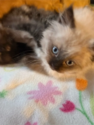 bluepoint katzen baby geb.14.12.2025