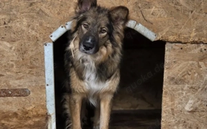 Lass dich von Bowie verzaubern Bild 8