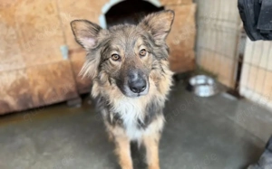 Lass dich von Bowie verzaubern