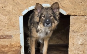 Lass dich von Bowie verzaubern Bild 7