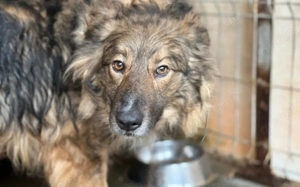 Lass dich von Bowie verzaubern Bild 3