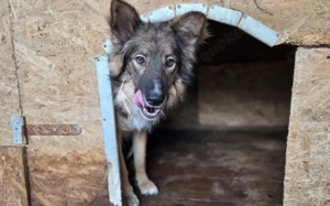 Lass dich von Bowie verzaubern Bild 9