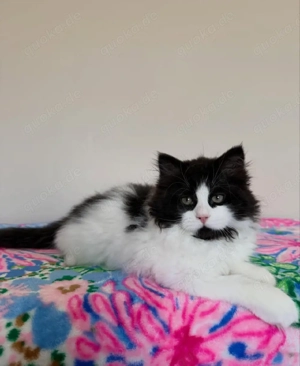 Sibirisches Kätzchen (männlich)