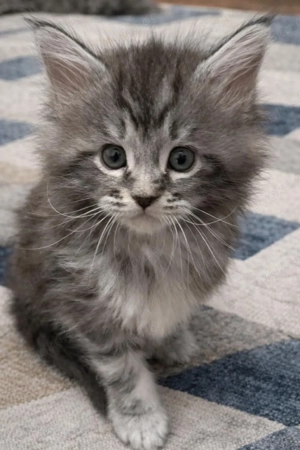 Zauberhafte Maine Coon Prinzessin