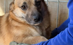 Süße Candy sucht hundeerfahrenes Zuhause Bild 2
