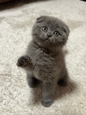 Britisch Kurzhaar Kätzchen