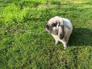 Zwergwidder Schlappohrkaninchen 