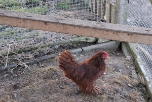 Federfüßige Zwerghühner in rot mit und ohne Bart