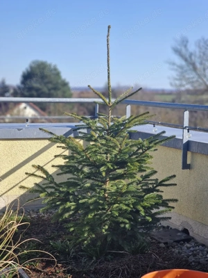 Nordmanntanne im Topf 1,50