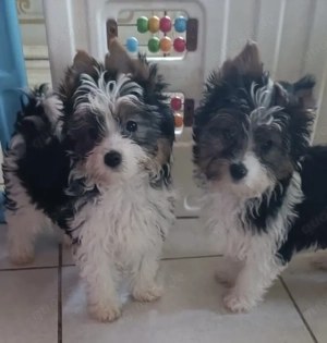 Biewer Yorkshire Terrier Welpen 