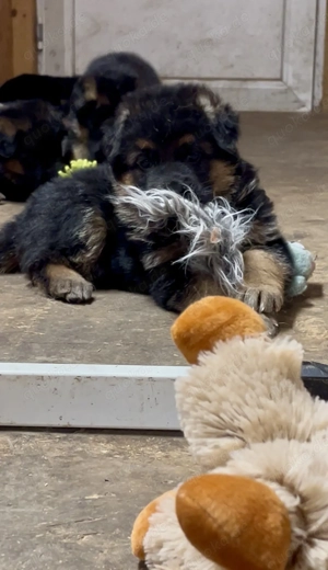 Wunderschöne Schäferhundwelpen auf der Suche nach ihren Familien