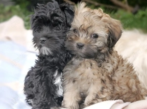 Bolonka Zwetna Welpen Rüde und Hündin mit Ahnentafel sucht ein liebevolles Zuhause