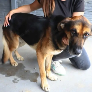 Suche eine Familie für meinen Patenhund