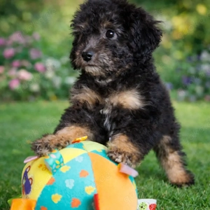 Toypudel Bishpoo  Pooshon  tricolor.Abgabebereit. (