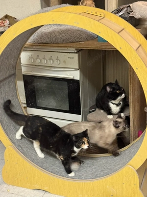 Wunderschöne Kätchen