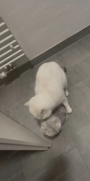 BKH Deckkater Bild 6