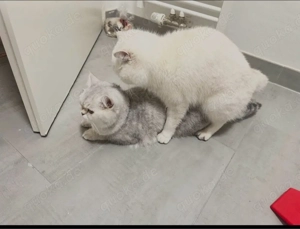 BKH Deckkater Bild 7