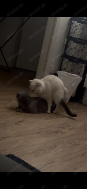 BKH Deckkater Bild 8