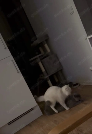 BKH Deckkater Bild 5