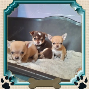    Bezaubernde Chihuahua-Welpen suchen ein liebevolles Zuhause   gesund, verspielt und bereit für ei