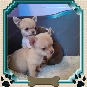    Süße Chihuahua-Welpen   Perfekte Familienbegleiter Diese süßen Chihuahua-Welpen