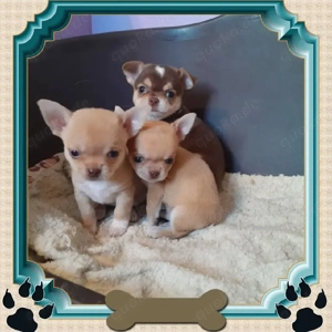 Wunderschöne reinrassige Chihuahua-Welpen