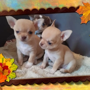 Wunderschöne reinrassige Chihuahua-Welpen