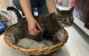 Schmusekatze Ani sucht ihr Zuhause Bild 7