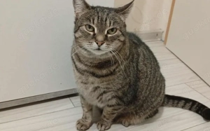 Schmusekatze Ani sucht ihr Zuhause Bild 4