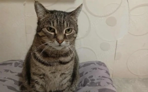 Schmusekatze Ani sucht ihr Zuhause Bild 2