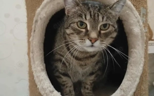 Schmusekatze Ani sucht ihr Zuhause Bild 3