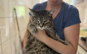 Schmusekatze Ani sucht ihr Zuhause Bild 8