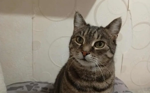 Schmusekatze Ani sucht ihr Zuhause Bild 5