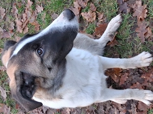 Suche ein liebevolles Zuhause, ich bin Charly.... Bild 3