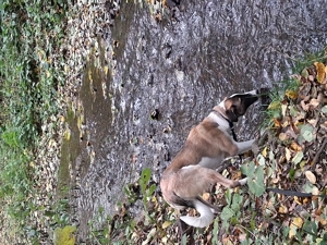 Suche ein liebevolles Zuhause, ich bin Charly.... Bild 4